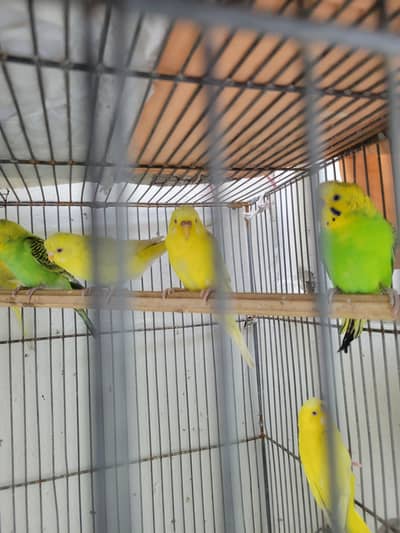 Red eyes Breader Budgies