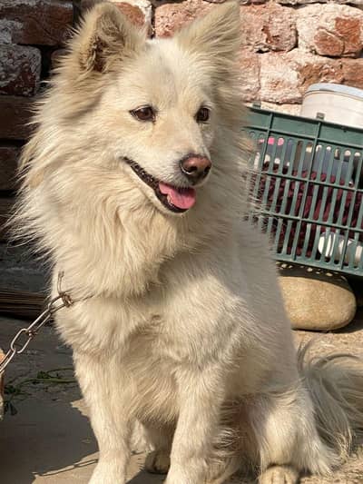 full active and healthy rakhawali ka Lia best dog ha