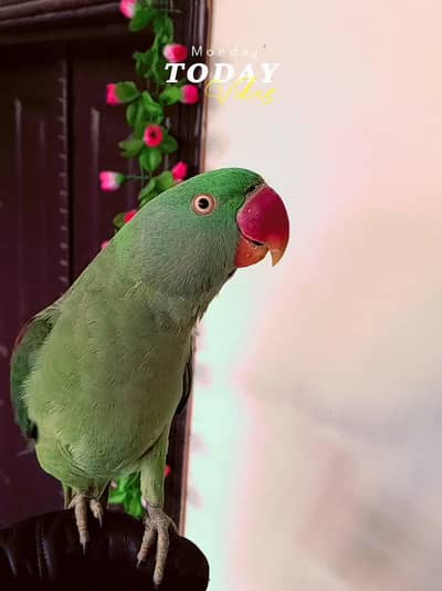 kashmiri raw parrot