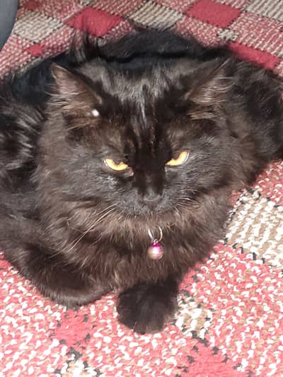 black male Persian triple coated