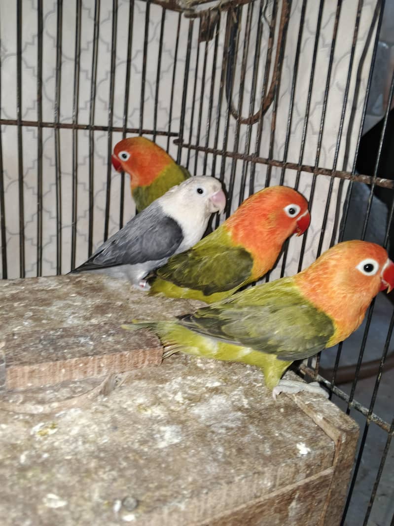 pair with 2 chicks 0