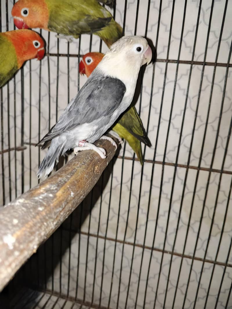 pair with 2 chicks 1