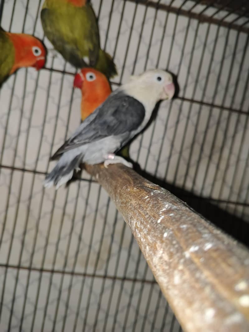 pair with 2 chicks 2