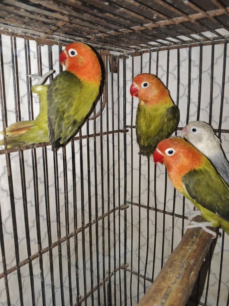 pair with 2 chicks 3