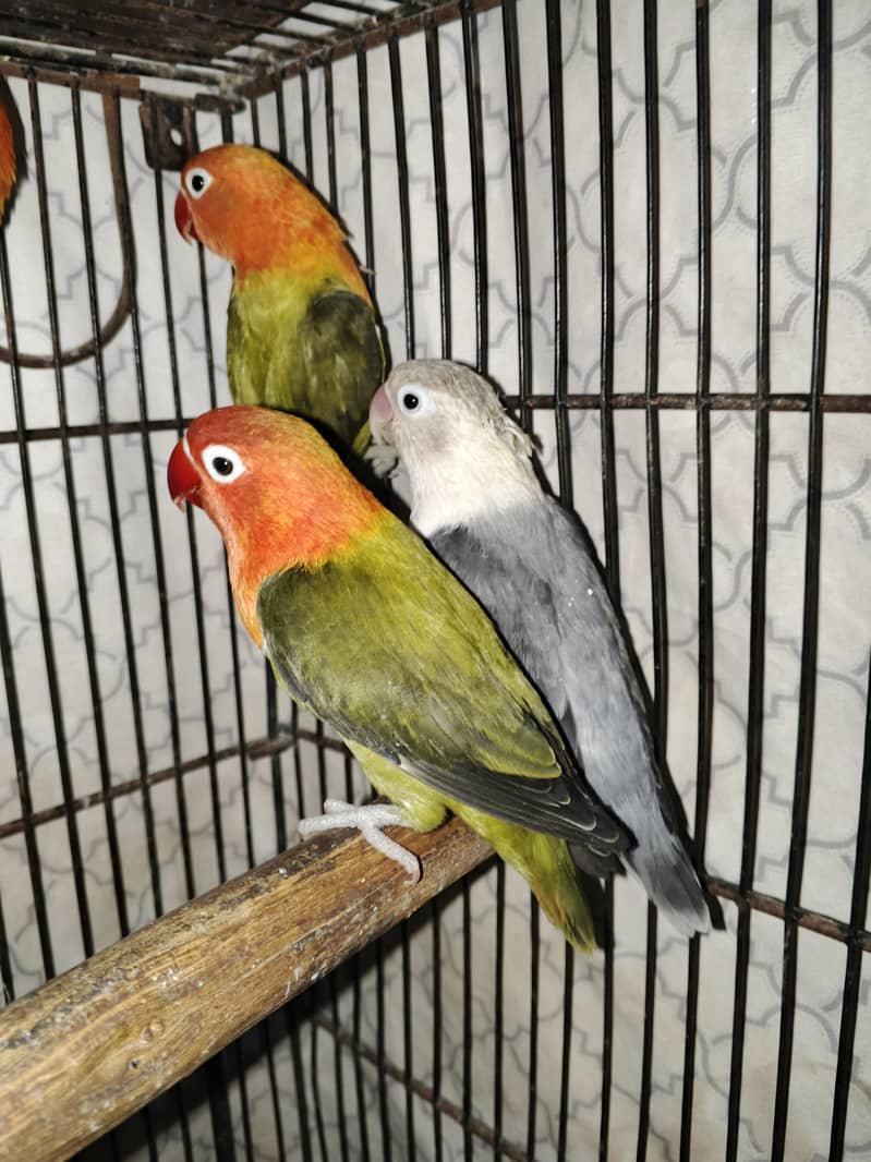 pair with 2 chicks 4