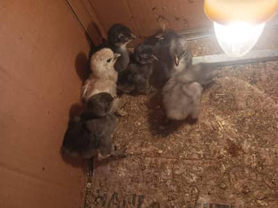 Frizzle Buntam / Buntam / Silki Chicks available