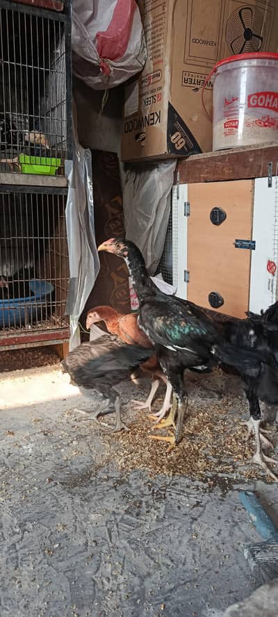 Aseel pathy or pthia for sale whtsap 03214060512