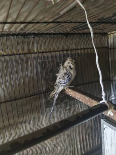 1 male exhibition and 1 male  hogo Romo