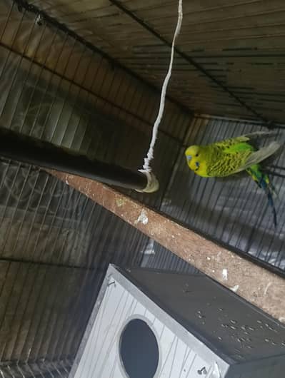 King size breeder male available