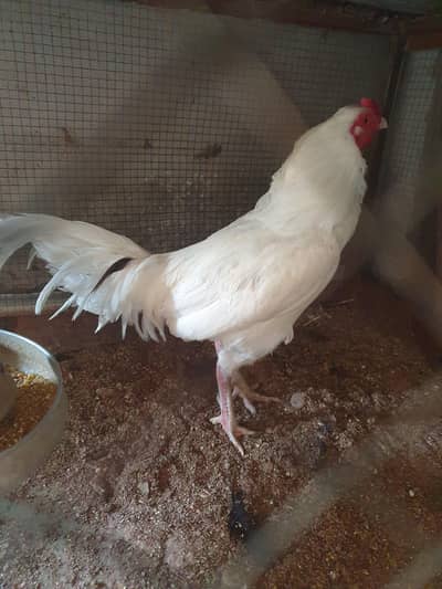 Heera Murgah Rooster
