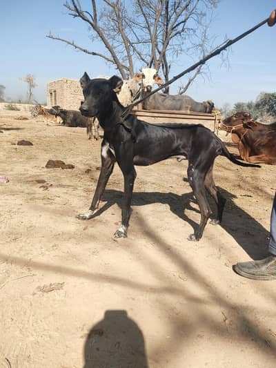 bully & greyhound cross