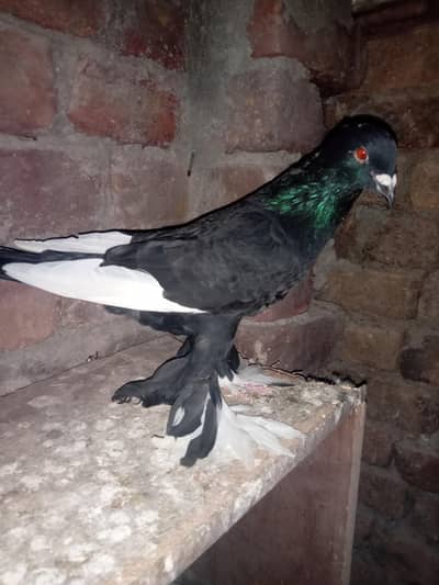 fancy gubara cross male .