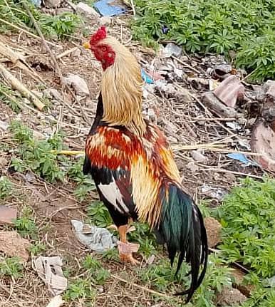 Aseel Mianwali breeder murgha for sale