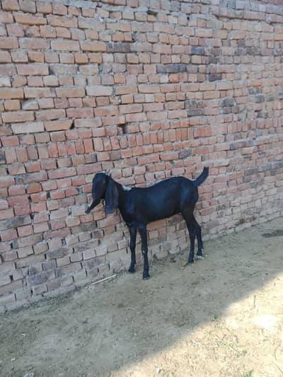 nagri caras 3months gaban fast dilewar