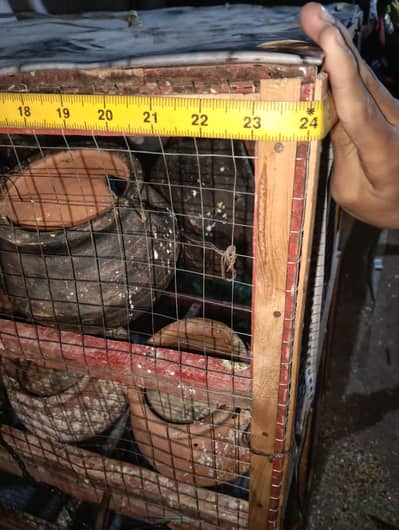 big cage for budgies and love birds