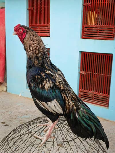 Sawa || Java || Aseel rooster || Miawali aseel murga