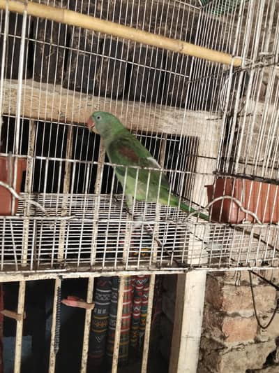 raw male yellow male