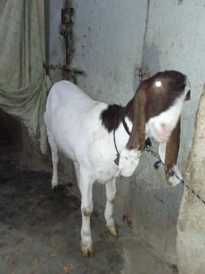white and brown colour bakri for sale , 2 months pregnant,
