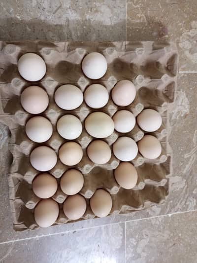 Fertile Eggs Available 100% Fertile Lite Brahma + Buff Cochin Cross