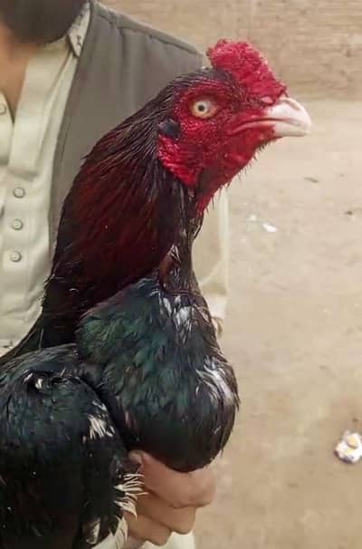 pure Aseel lkha  murga