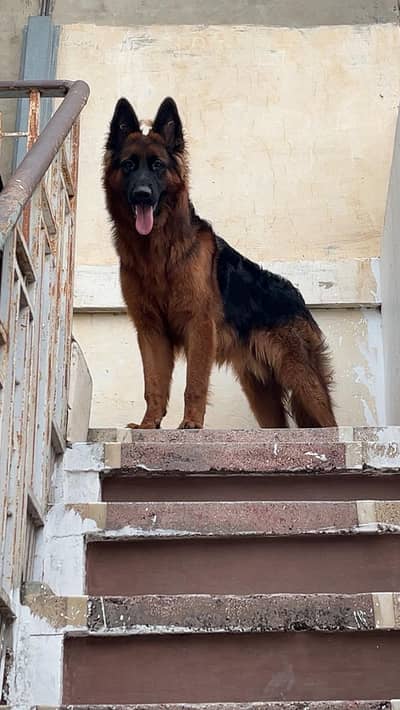 german shepherd black mask orignal 17 month
