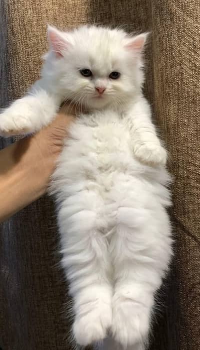 Persian kitten Female Triple Coated