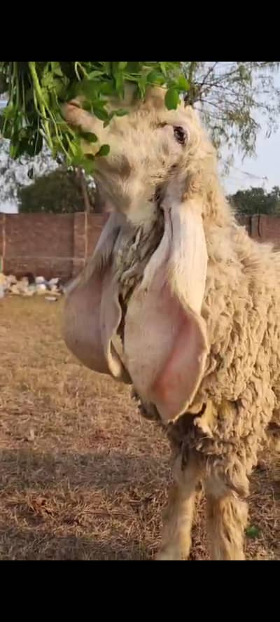 kajla/kajli/chatri/sheep/goat/female