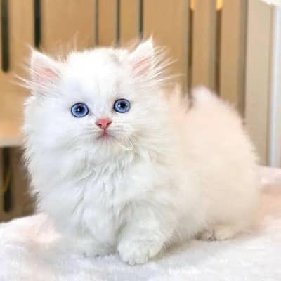 Persian kitten Female Punch Face