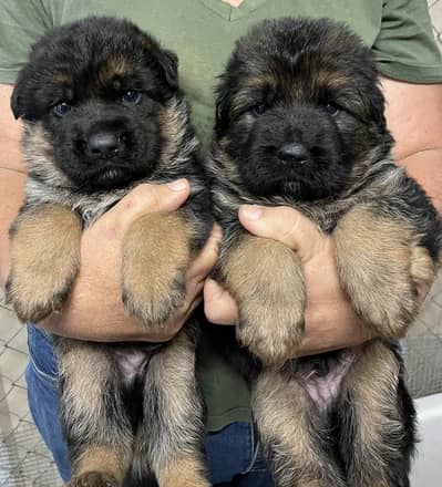 German Shepherd puppies 03111968618