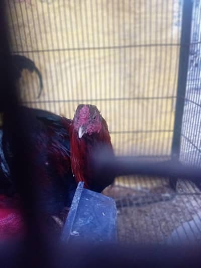 aseel murga for sale