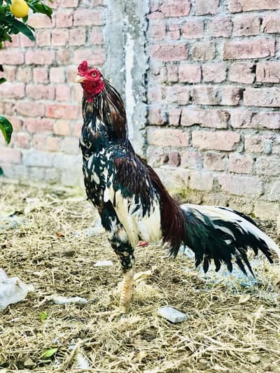 Aseel murga for sale