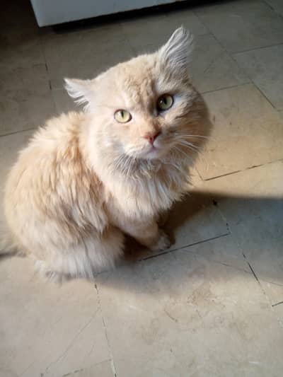 Breeder male Persian cat for sale