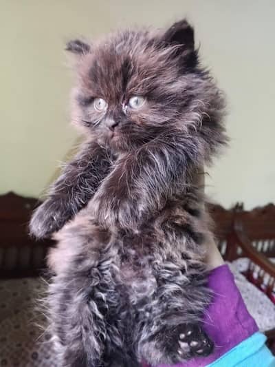 Persian kitten for sale