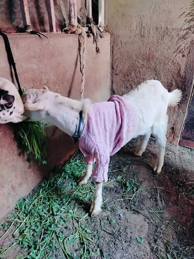 Teddy Breeder Bakra l Tedda Bakra