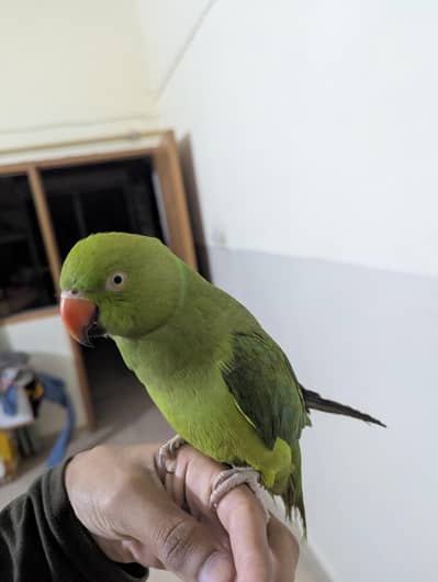 Ringneck Parrot