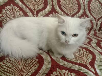 Persian cat for sale