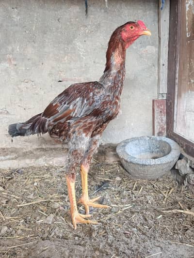 high quality Aseel patha for sale whatsapp no 03001670783