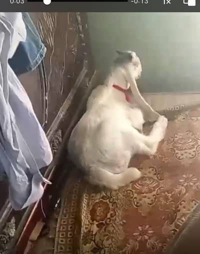 bakra kamre for sale 25 hazar final hein