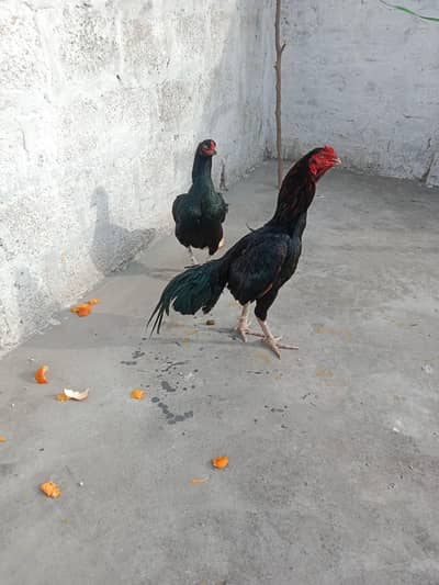 aseel pair for sale location barrier Town phase 7