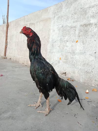 aseel pair for sale location barrier Town phase 7