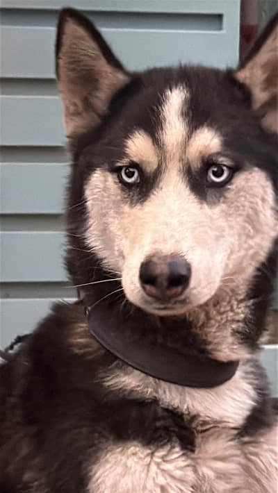 Siberian husky for sale