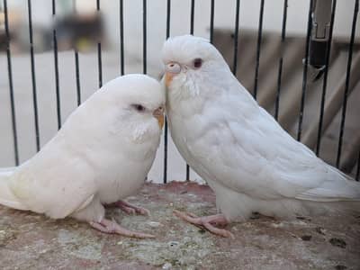 exhibition red eyes pair