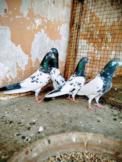 piyoor teddy pigeons