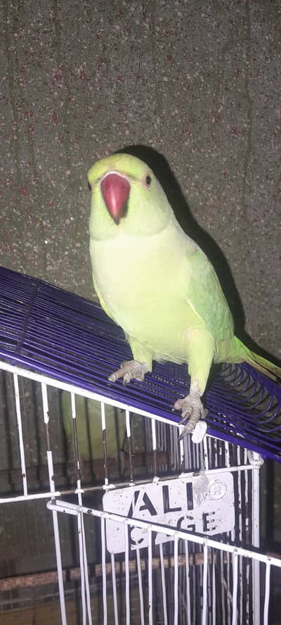 Parrot pair with cage