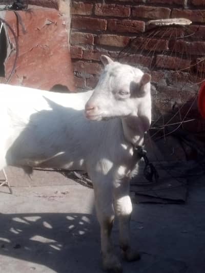 Gulabi Teda Male kid # 03274116585