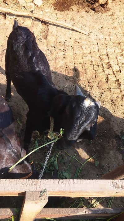 tadi Bakra for sale contact WhatsApp 0 3,23 ,21,54,780