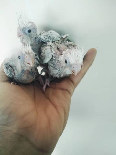 Cockatiels Pin feather Chicks