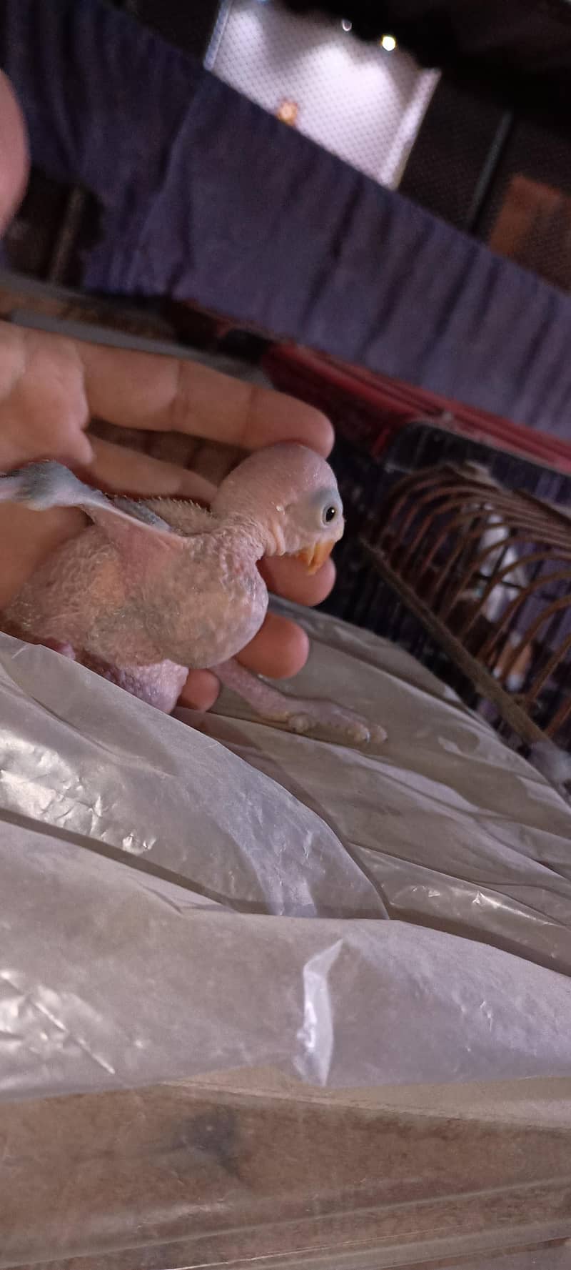 Green Ringneck chicks 1