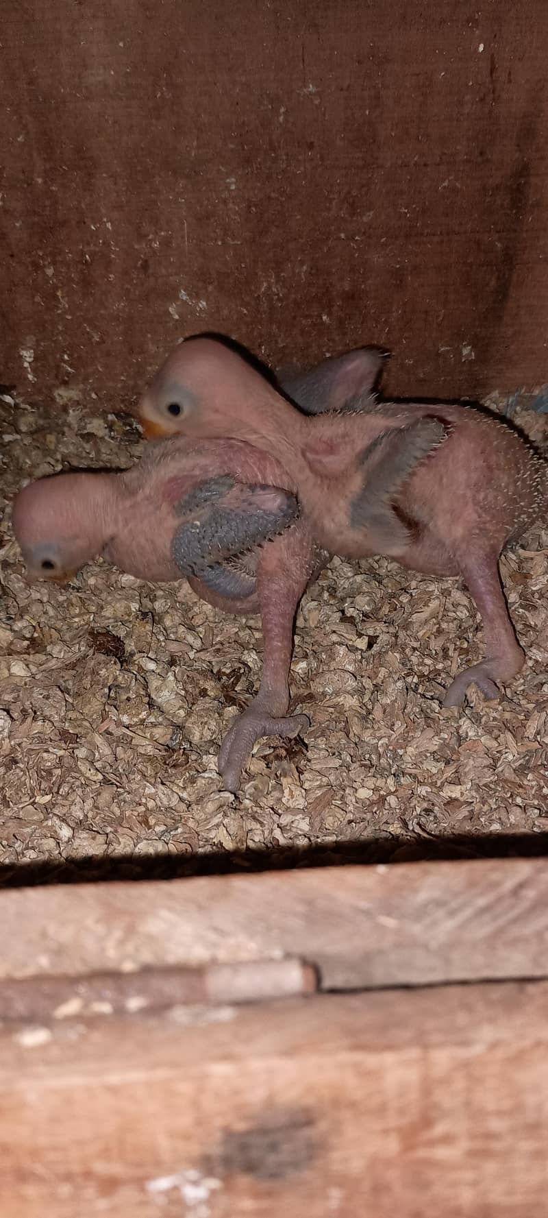 Green Ringneck chicks 2
