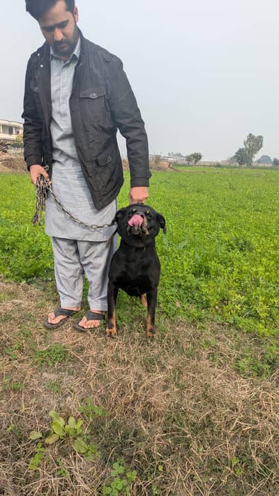 Rottweiler dog 03021602818